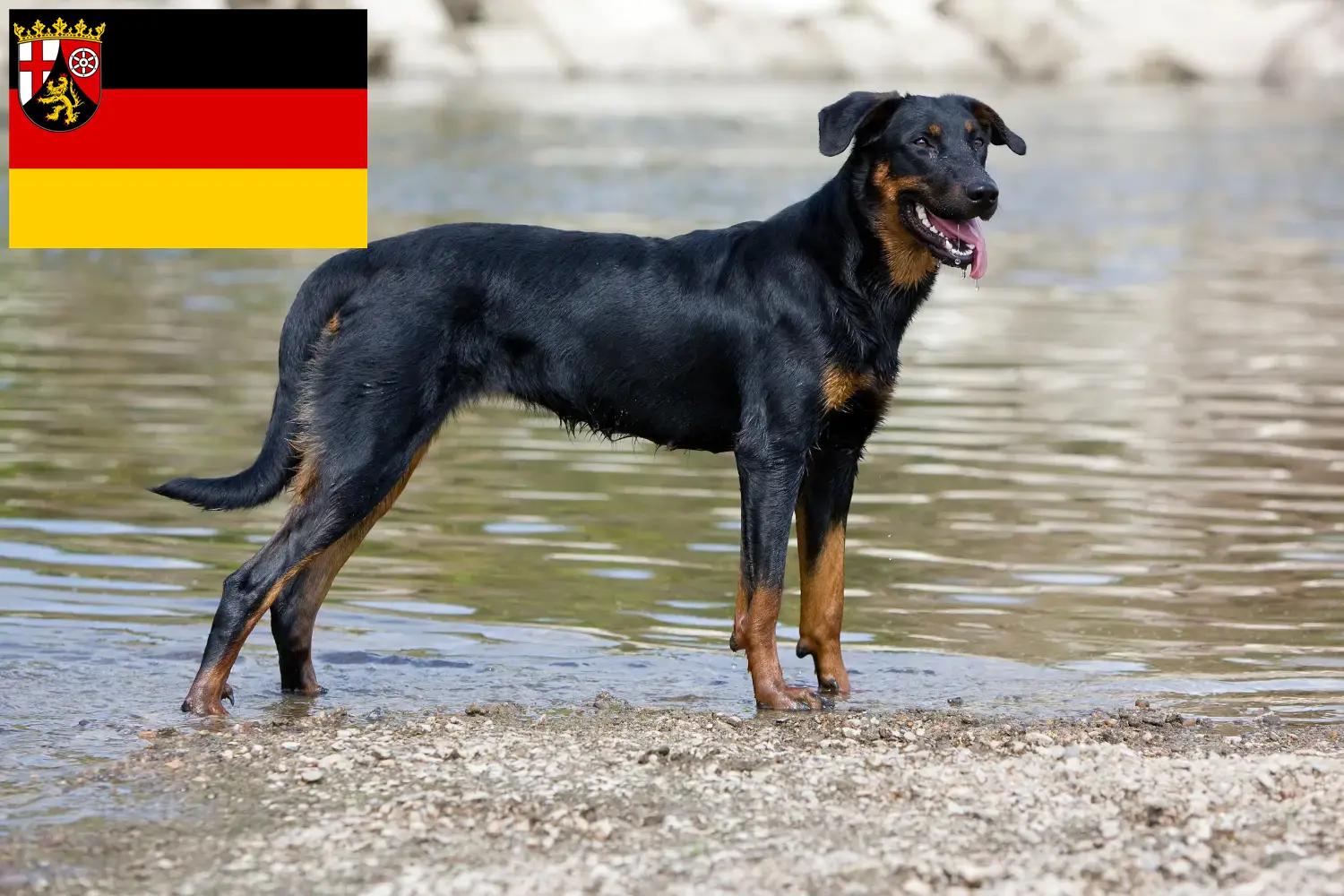 Read more about the article Criadores de Beauceron e cachorros em Renânia-Palatinado