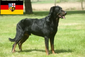 Read more about the article Criadores de Beauceron e cachorros em Saarland