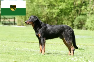 Read more about the article Criadores de Beauceron e cachorros na Saxónia