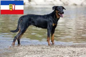 Read more about the article Criadores de Beauceron e cachorros em Schleswig-Holstein