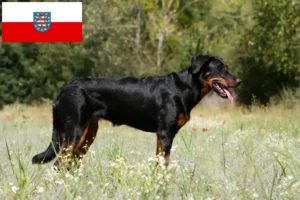 Read more about the article Criadores de Beauceron e cachorros na Turíngia