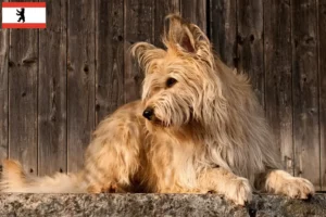 Read more about the article Berger de Picardie criadores e cachorros em Berlim