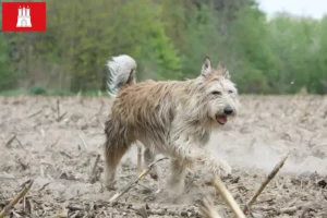 Read more about the article Berger de Picardie criadores e cachorros em Hamburgo