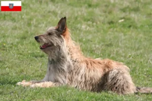 Read more about the article Berger de Picardie criadores e cachorros na Turíngia