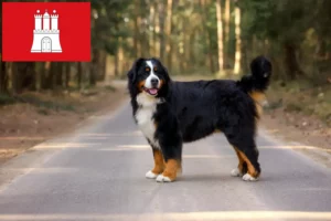 Read more about the article Criador de cães de montanha Bernese e cachorros em Hamburgo