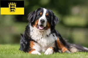 Read more about the article Criador de cães de montanha Bernese e cachorros em Baden-Württemberg