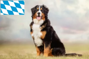 Read more about the article Criador de cães de montanha Bernese e cachorros na Baviera