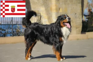 Read more about the article Criador de cães de montanha Bernese e cachorros em Bremen