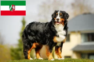 Read more about the article Criador de cães de montanha Bernese e cachorros em Renânia do Norte-Vestefália