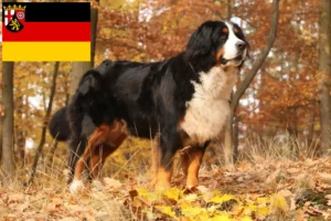 Read more about the article Criador de cães de montanha Bernese e cachorros em Renânia-Palatinado