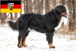 Read more about the article Criador de Bernese Mountain Dog e cachorros em Saarland