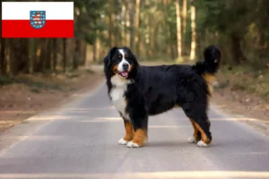 Read more about the article Criador de cães de montanha Bernese e cachorros em Thuringia