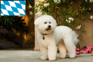 Read more about the article Criadores de Bichon Frisé e cachorros na Baviera