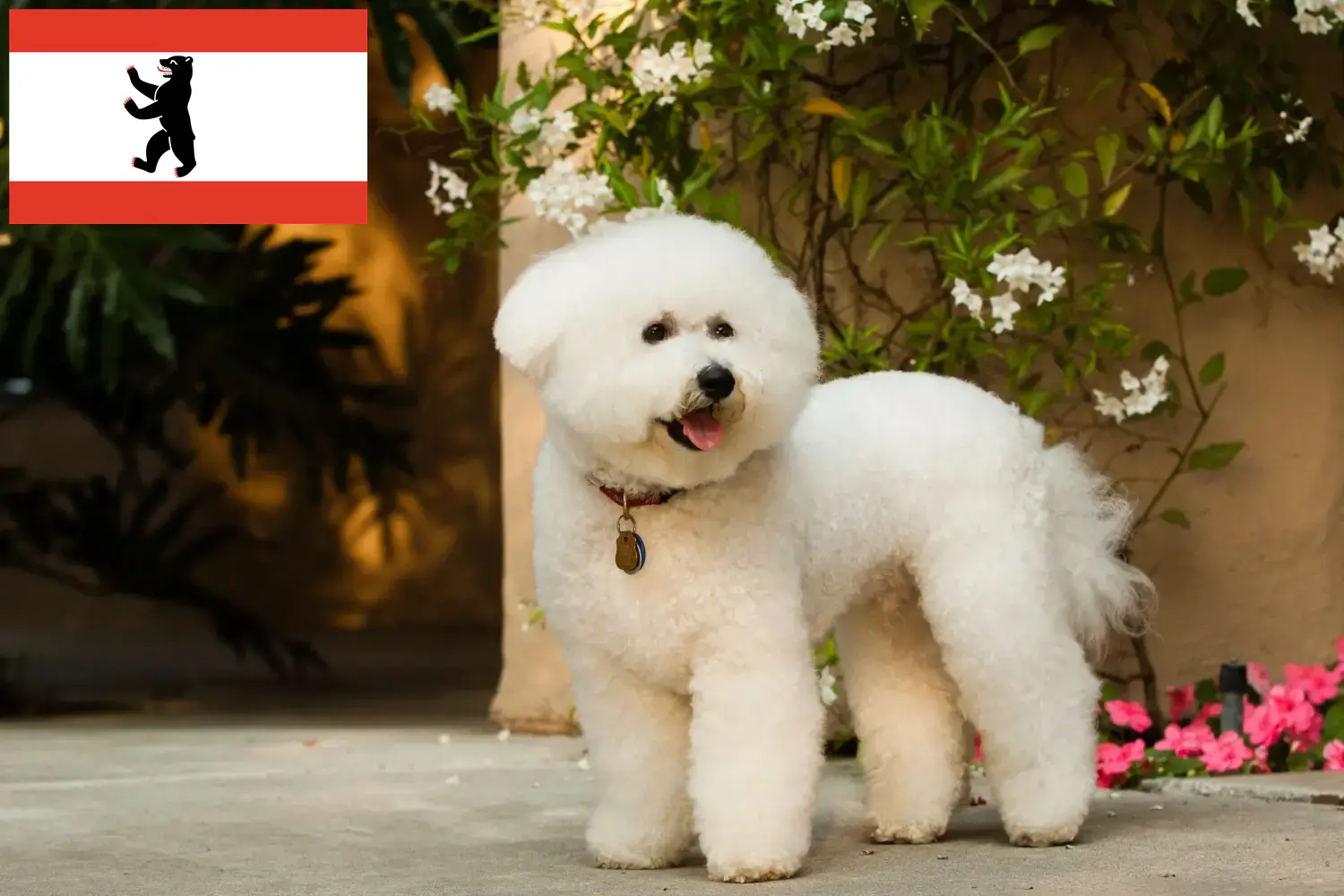 Read more about the article Criadores de Bichon Frisé e cachorros em Berlim