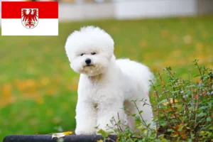 Read more about the article Criadores de Bichon Frisé e cachorros em Brandenburg