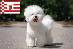 Read more about the article Criadores de Bichon Frisé e cachorros em Bremen