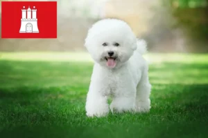 Read more about the article Criadores de Bichon Frisé e cachorros em Hamburgo