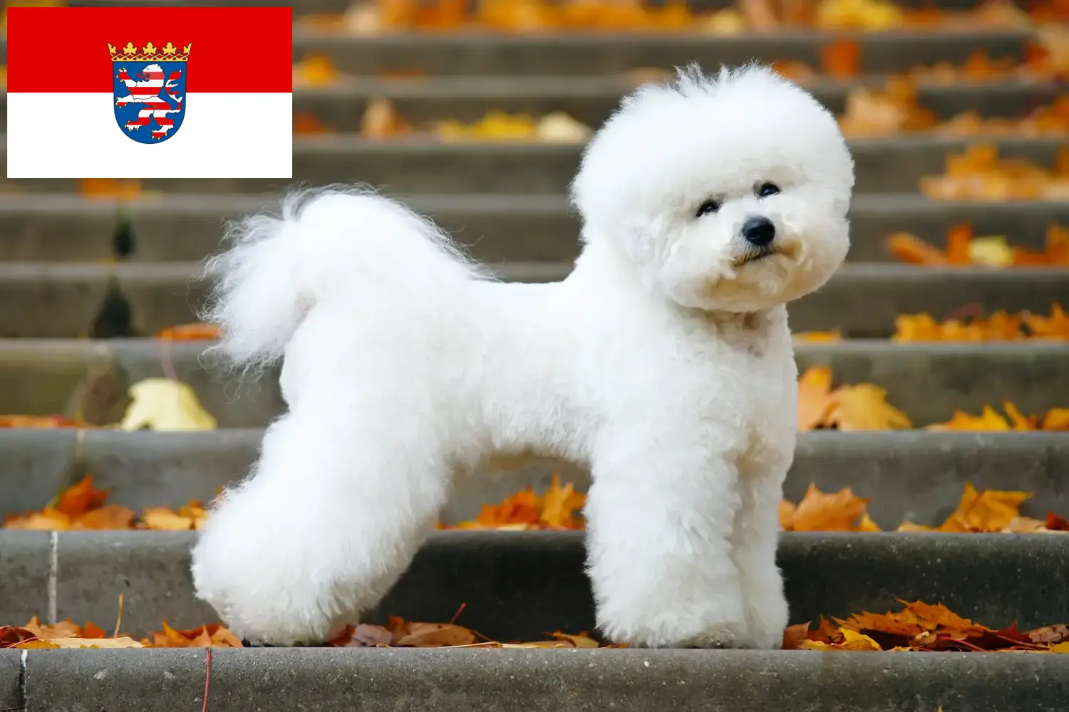 Read more about the article Criadores de Bichon Frisé e cachorros em Hessen