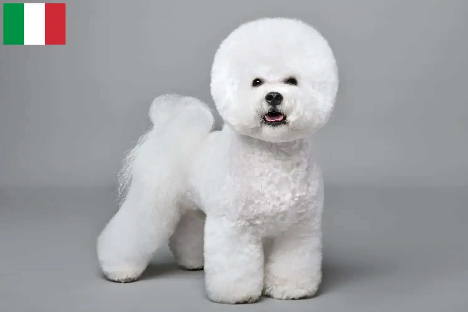 Read more about the article Criadores de Bichon Frisé e cachorros em Itália