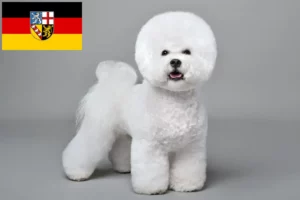 Read more about the article Criadores de Bichon Frisé e cachorros em Saarland