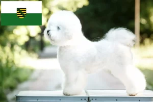 Read more about the article Criadores de Bichon Frisé e cachorros em Saxónia