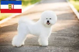 Read more about the article Criadores de Bichon Frisé e cachorros em Schleswig-Holstein