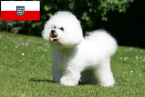 Read more about the article Criadores de Bichon Frisé e cachorros em Thuringia