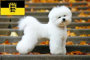 Read more about the article Criadores de Bichon Frisé e cachorros em Baden-Württemberg