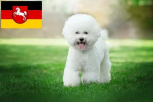 Read more about the article Criadores de Bichon Frisé e cachorros na Baixa Saxónia