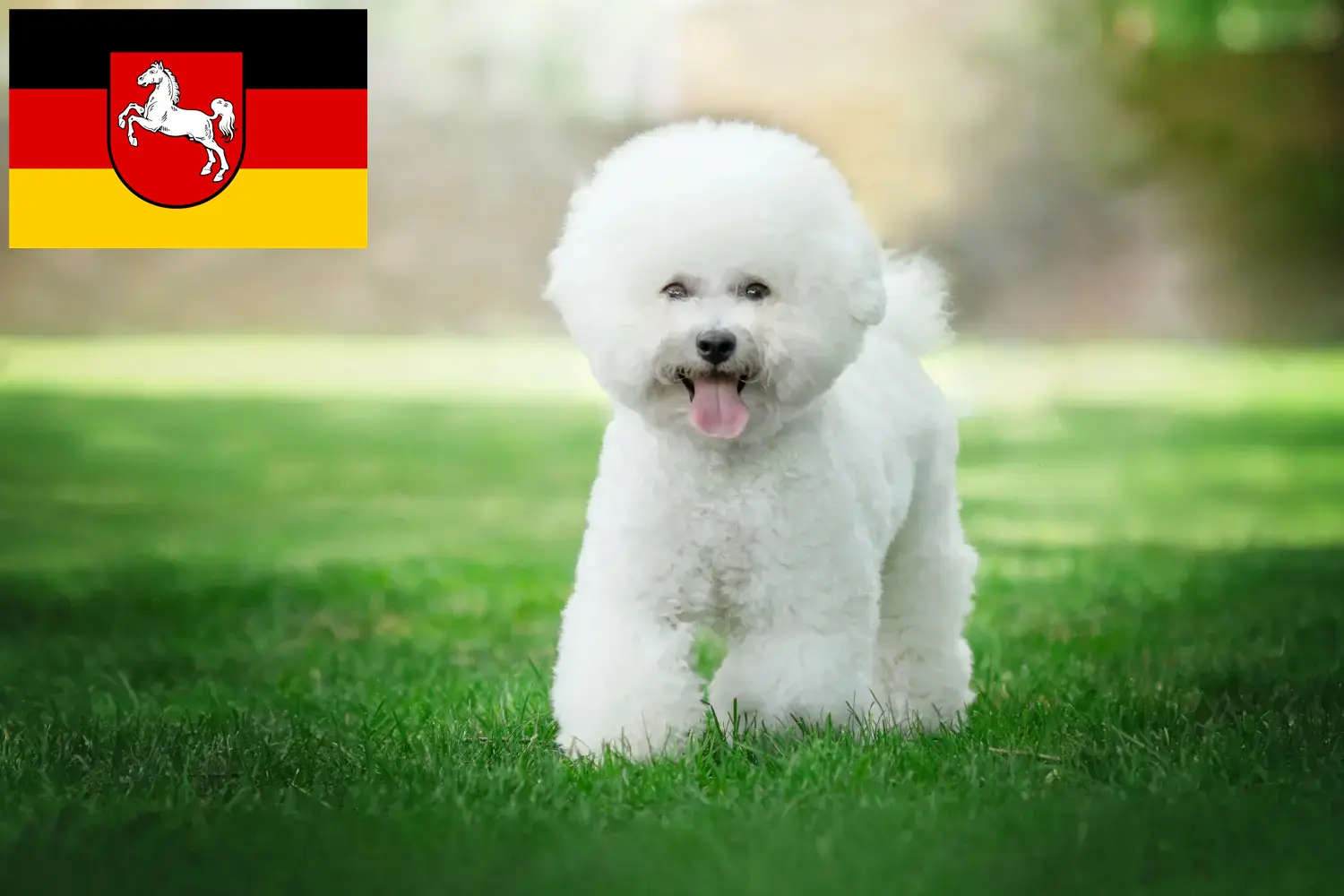 Read more about the article Criadores de Bichon Frisé e cachorros na Baixa Saxónia