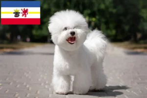 Read more about the article Criadores de Bichon Frisé e cachorros em Mecklenburg-Vorpommern