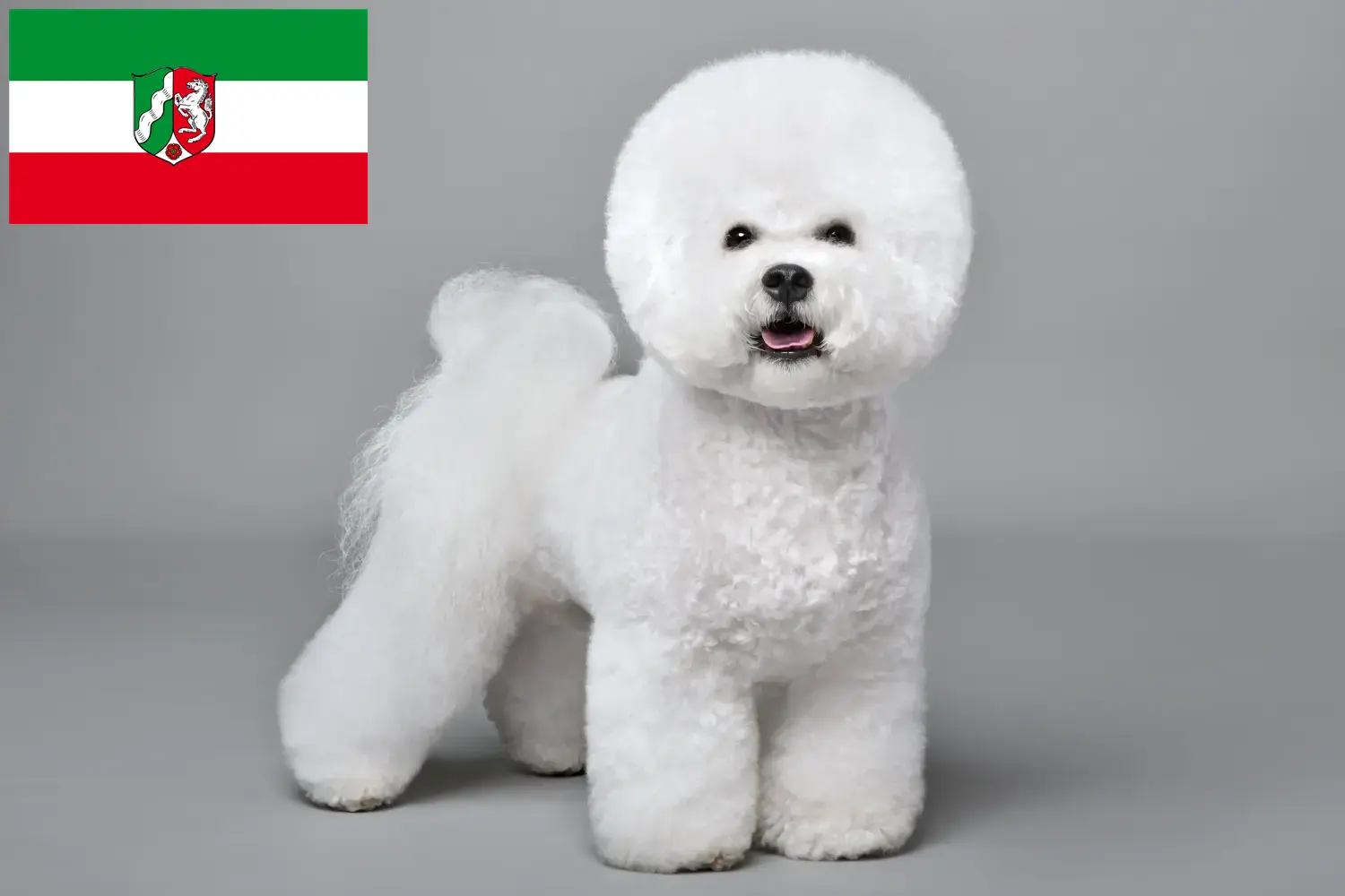 Read more about the article Criadores de Bichon Frisé e cachorros na Renânia do Norte-Vestefália