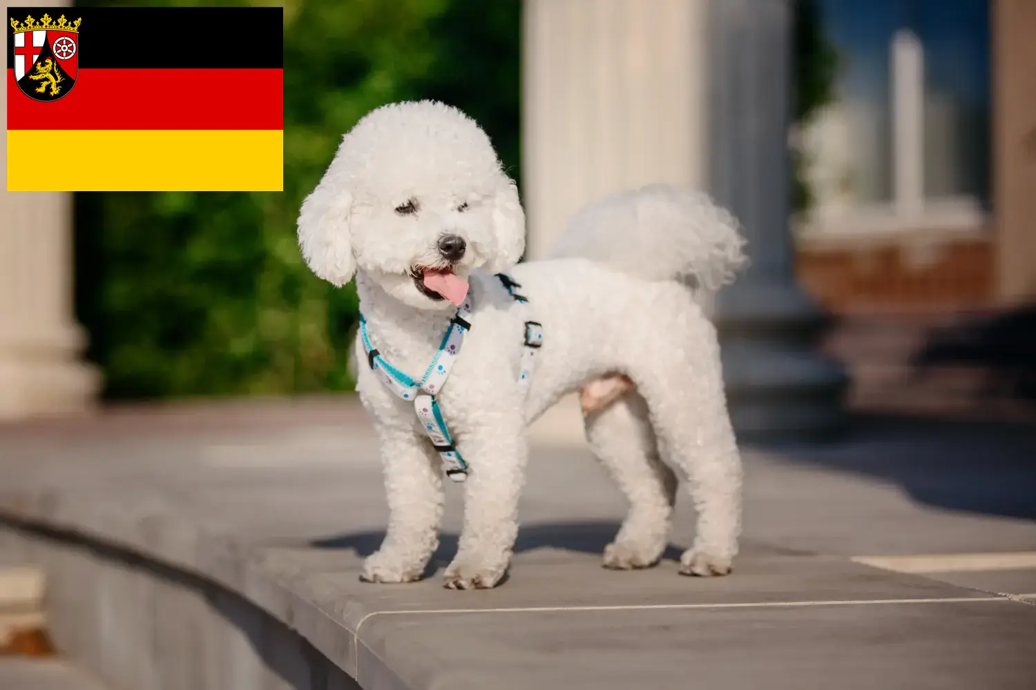 Read more about the article Criadores de Bichon Frisé e cachorros em Renânia-Palatinado