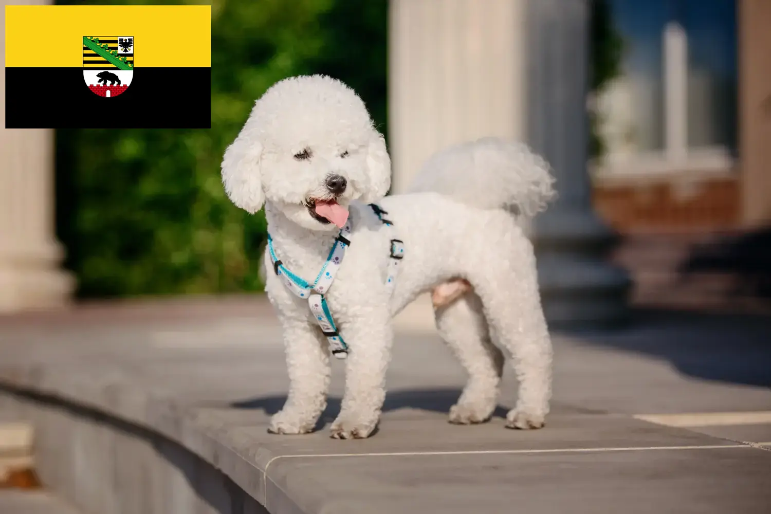 Read more about the article Criadores de Bichon Frisé e cachorros em Saxónia-Anhalt