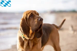 Read more about the article Criadores de Bloodhound e cachorros na Baviera