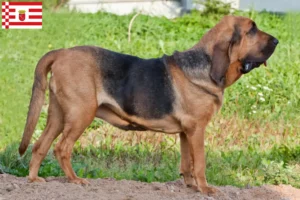 Read more about the article Criadores de Bloodhound e cachorros em Bremen