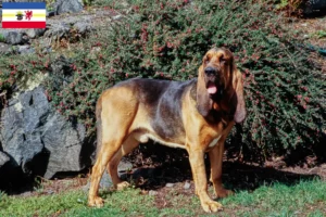 Read more about the article Criadores de Bloodhound e cachorros em Mecklenburg-Vorpommern