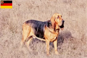 Read more about the article Criadores de Bloodhound e cachorros em Renânia-Palatinado