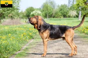 Read more about the article Criadores de Bloodhound e cachorros em Saxónia-Anhalt