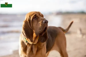 Read more about the article Criadores de Bloodhound e cachorros em Saxónia