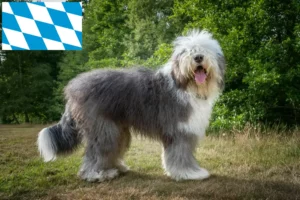 Read more about the article Criadores de Bobtail e cachorros na Baviera