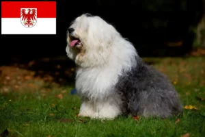 Read more about the article Criadores de Bobtail e cachorros em Brandenburg