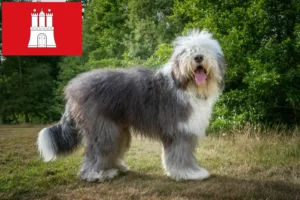 Read more about the article Criadores de Bobtail e cachorros em Hamburgo