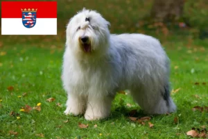 Read more about the article Criadores de Bobtail e cachorros em Hessen