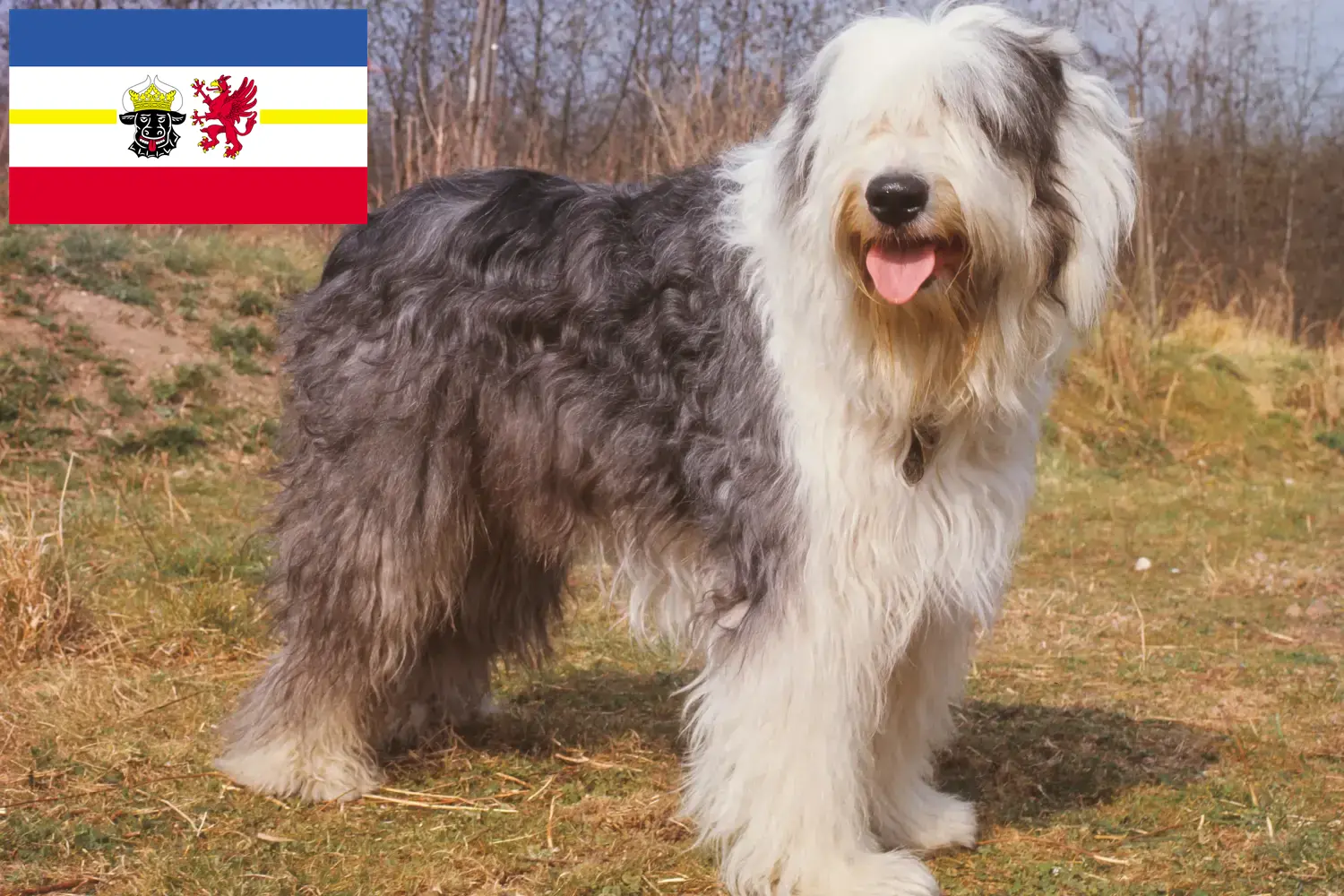 Read more about the article Criadores de Bobtail e cachorros em Mecklenburg-Vorpommern