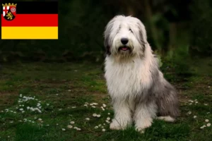 Read more about the article Criadores de Bobtail e cachorros em Renânia-Palatinado