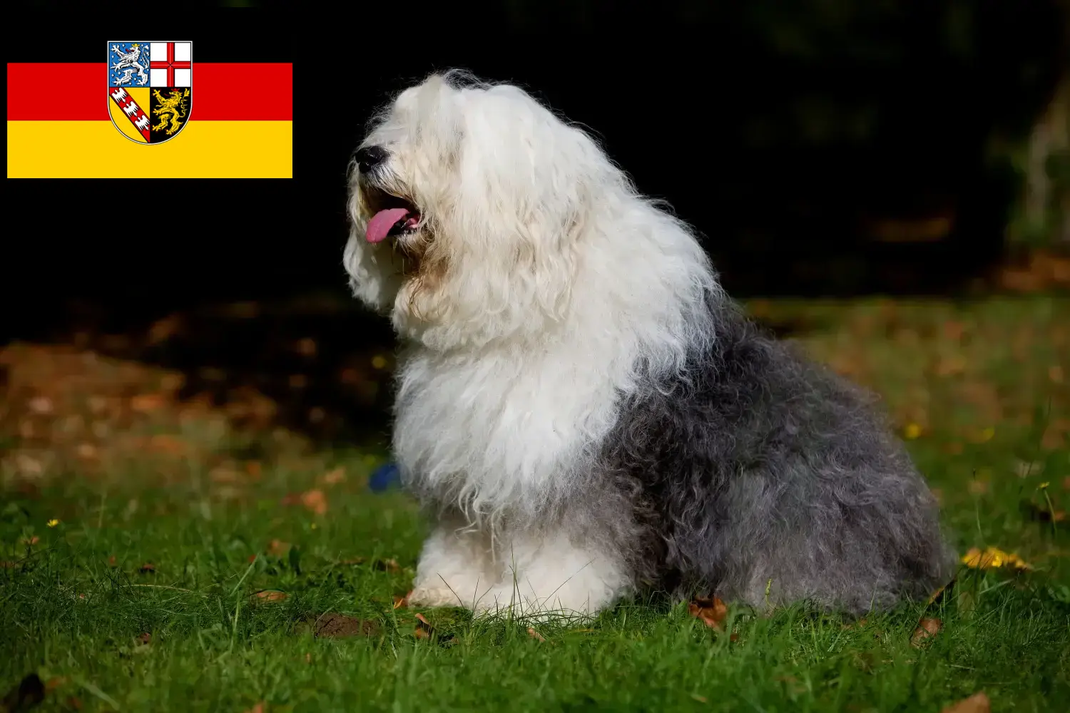 Read more about the article Criadores de Bobtail e cachorros em Saarland