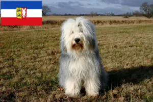 Read more about the article Criadores de Bobtail e cachorros em Schleswig-Holstein