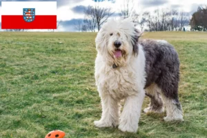 Read more about the article Criadores de Bobtail e cachorros em Thuringia