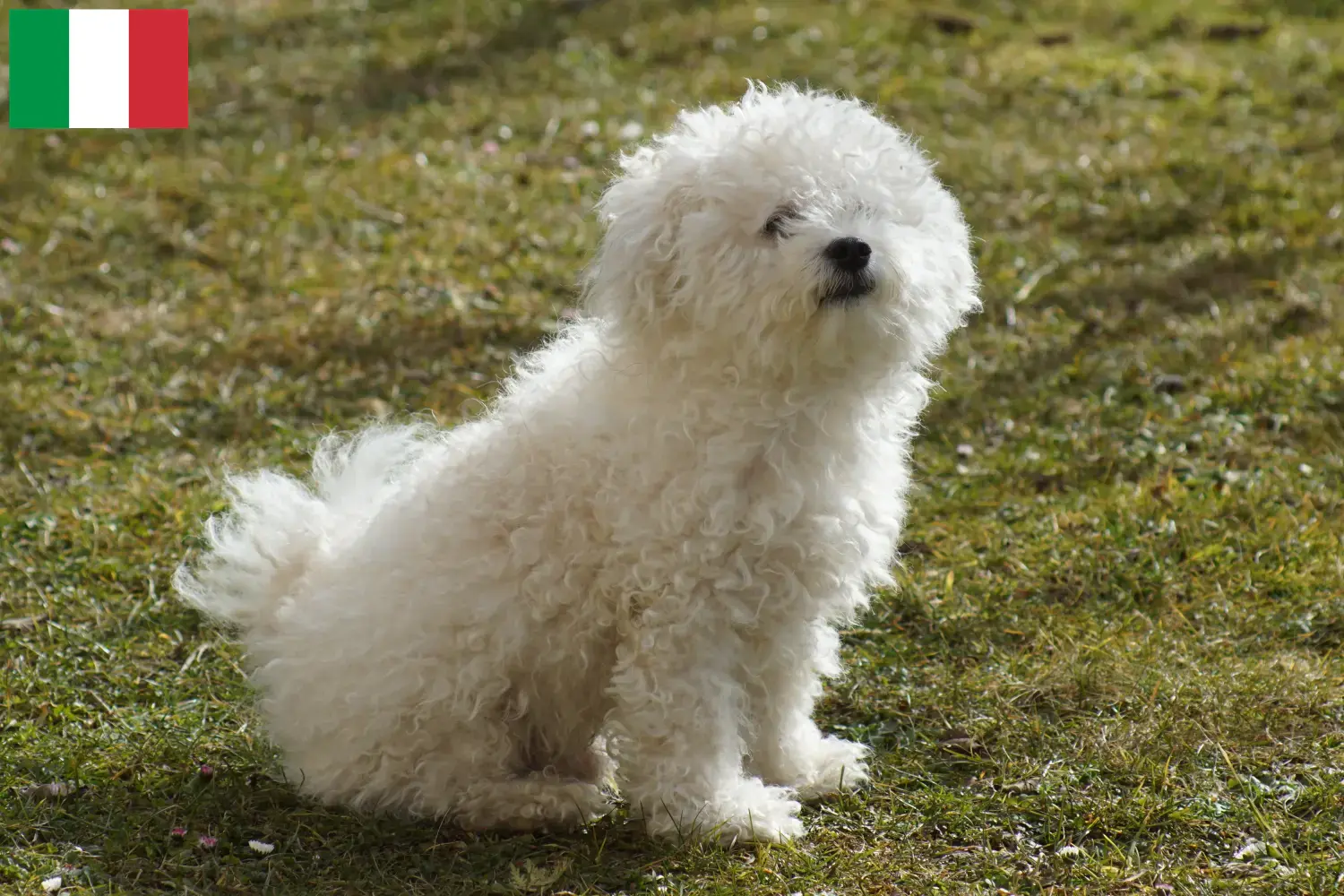 Read more about the article Criadores de bolonhesa e cachorros em Itália